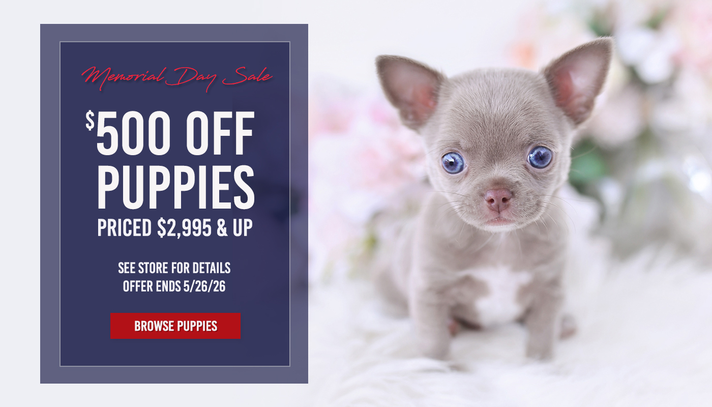 memorial-day-puppy-sale-teacup-puppies-florida
