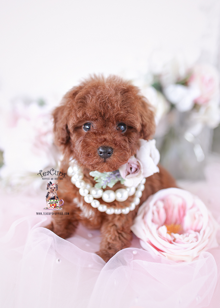 poodle-puppy-26-109