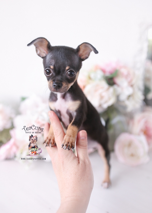 chihuahua-puppy-26-111
