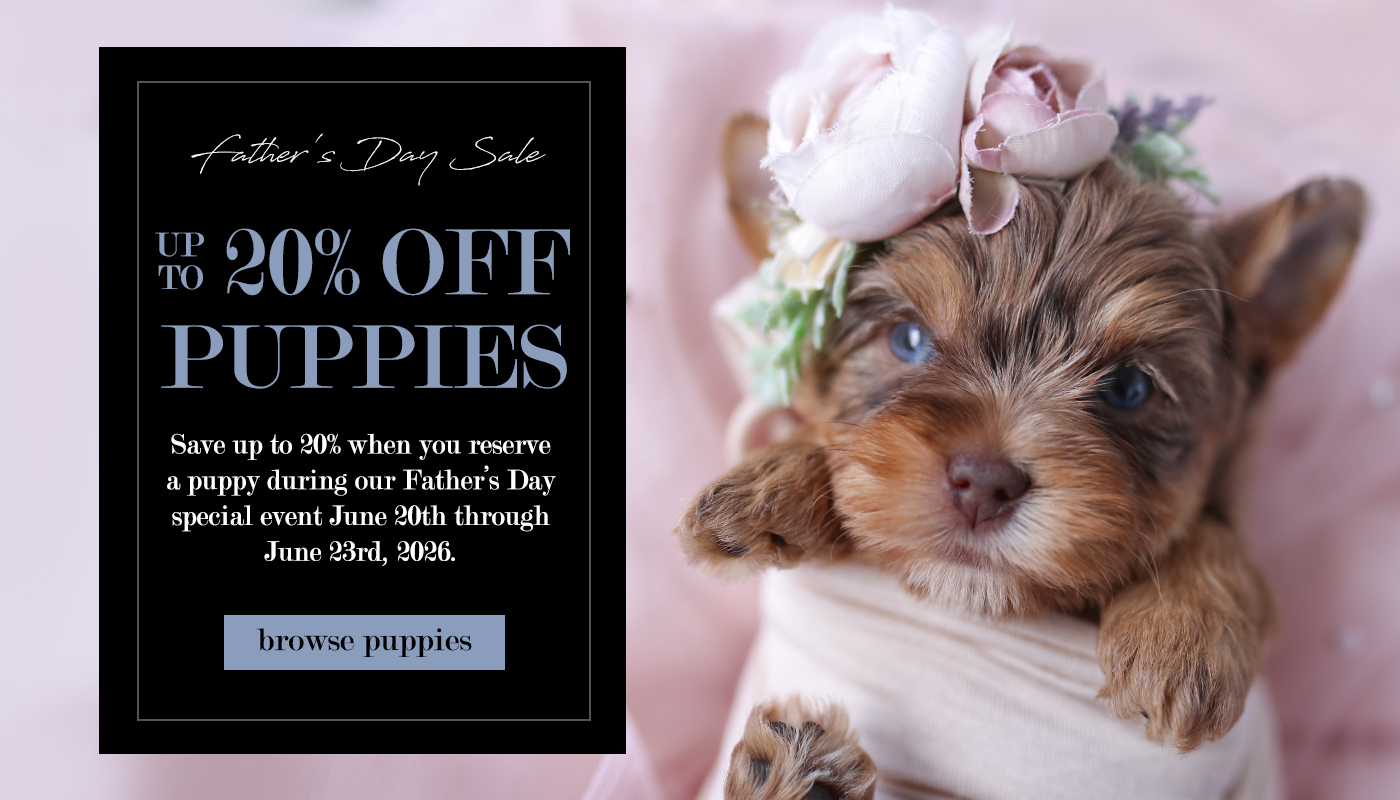fathers-day-teacup-puppy-sale