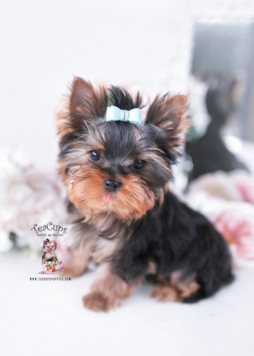 yorkie-PUPPY-26-119b