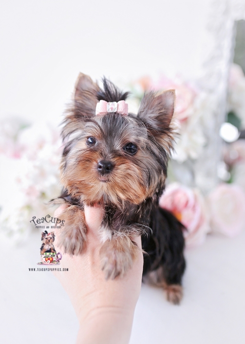 yorkie-puppy-26-125