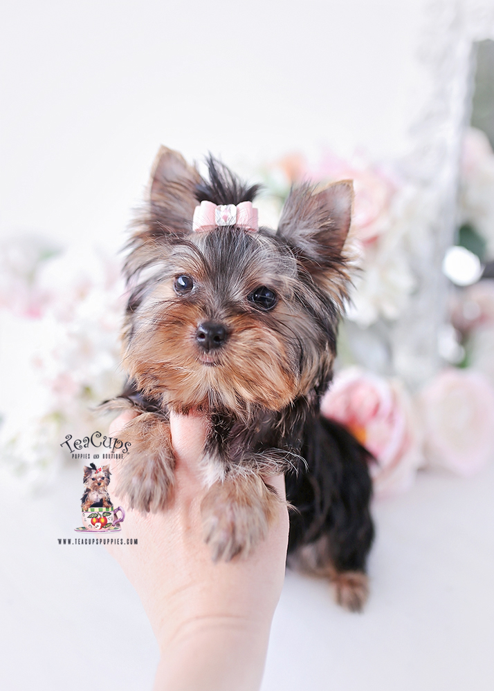 yorkie-puppy-26-125