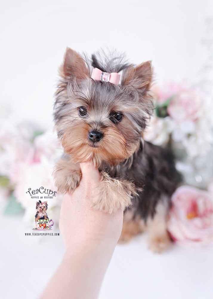 yorkie-puppy-26-126a
