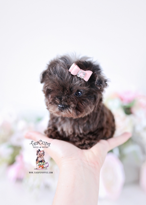 yorkiepoo-puppy-26-128A