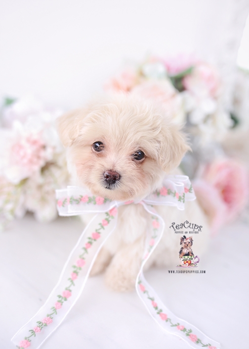 yorkiepoo-puppy-26-129
