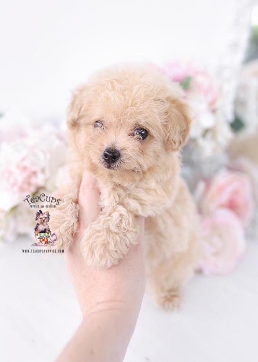 yorkiepoo-puppy-26-130