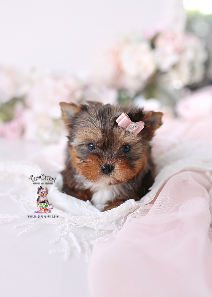 YORKIE-PUPPY-26-146