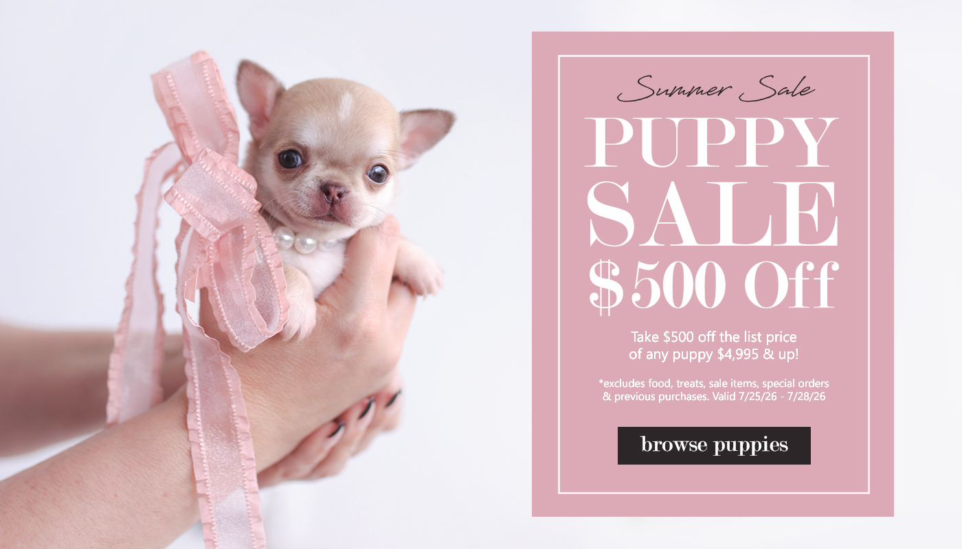teacup-puppies-summer-sale-florida