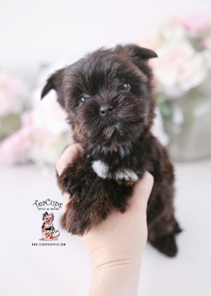 yorkie-puppy-26-136