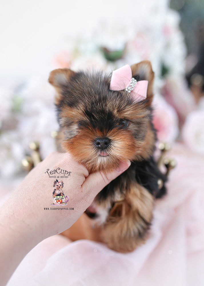 yorkie-puppy-26-138b