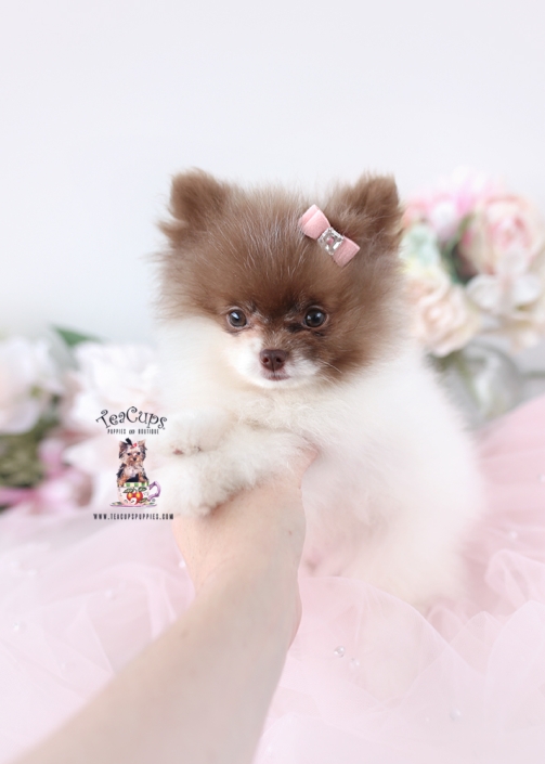 POM-PUPPY-26-143