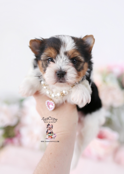 biewer-PUPPY-26-171