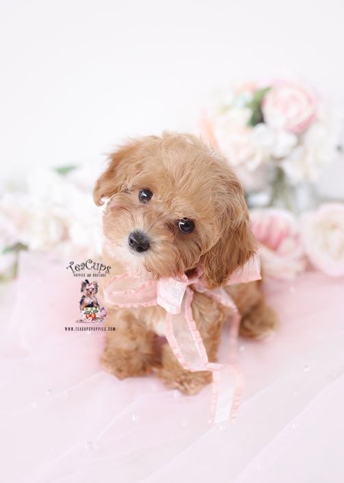 cavapoo-PUPPY-26-172