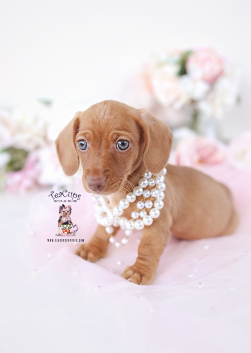 dachshund-puppy-26-173