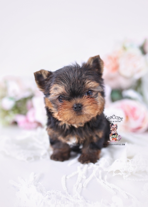 yorkie-PUPPY-26-169