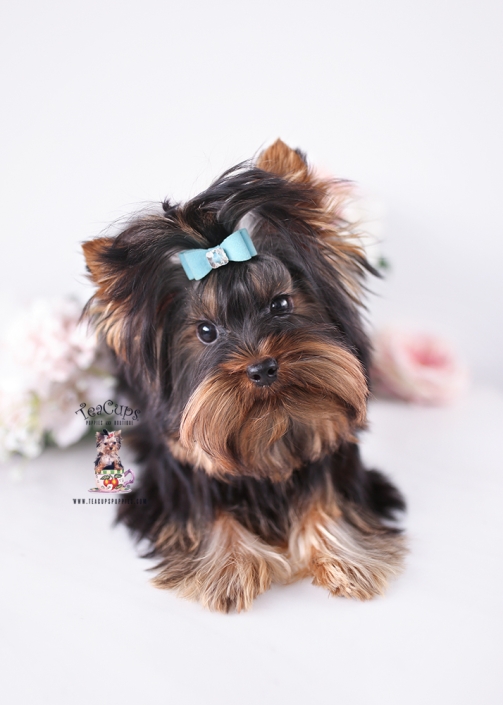 yorkie-puppy-26-127