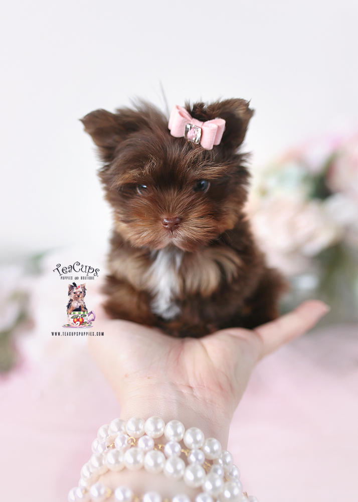yorkie-puppy-26-167