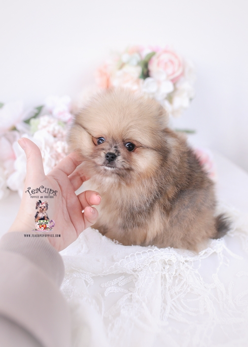 POM-PUPPY-26-183