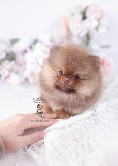 POM-PUPPY-26-184