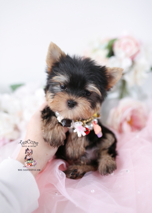 YORKIE-PUPPY-26-174
