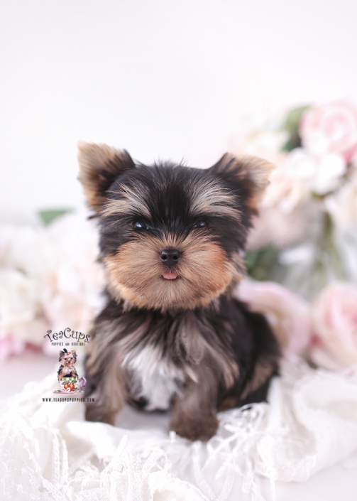 YORKIE-PUPPY-26-175