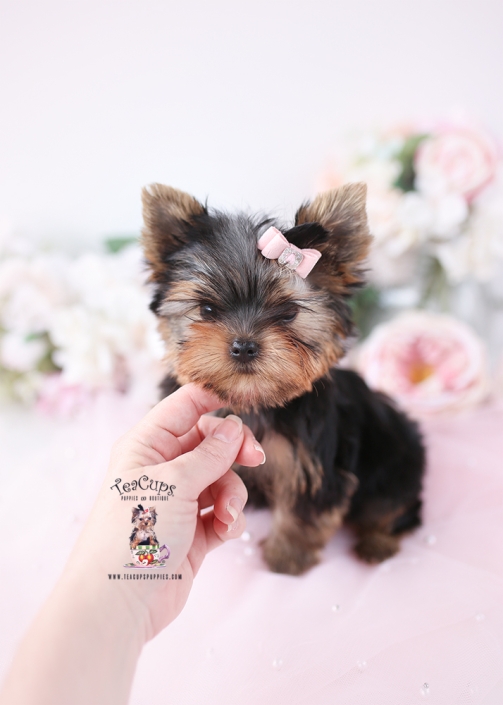 YORKIE-PUPPY-26-176