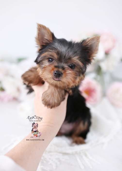 YORKIE-PUPPY-26-179