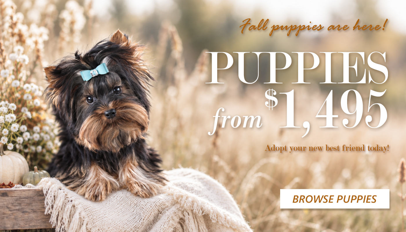 fall-puppies-ftom-1495