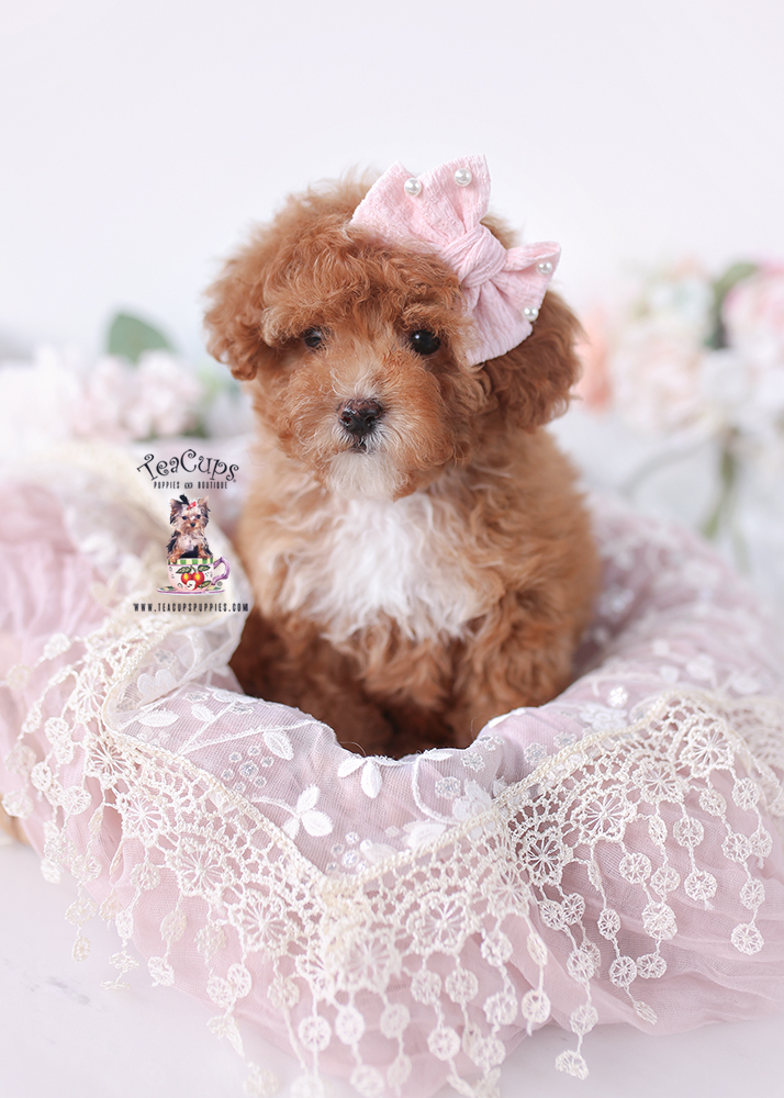 P260207-KITKAT-POODLE