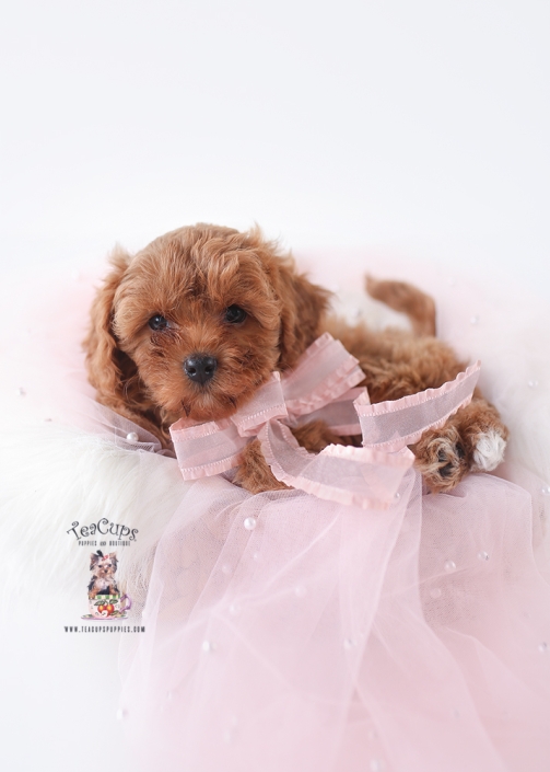 P260212puppy