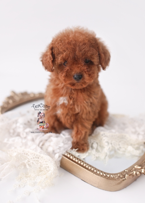 P260213-PUPPY