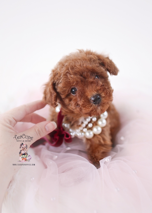 P260214-PUPPY