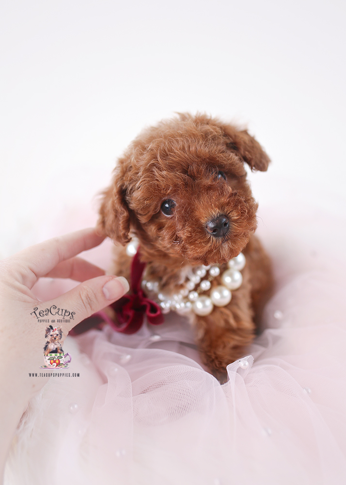 P260214-PUPPY