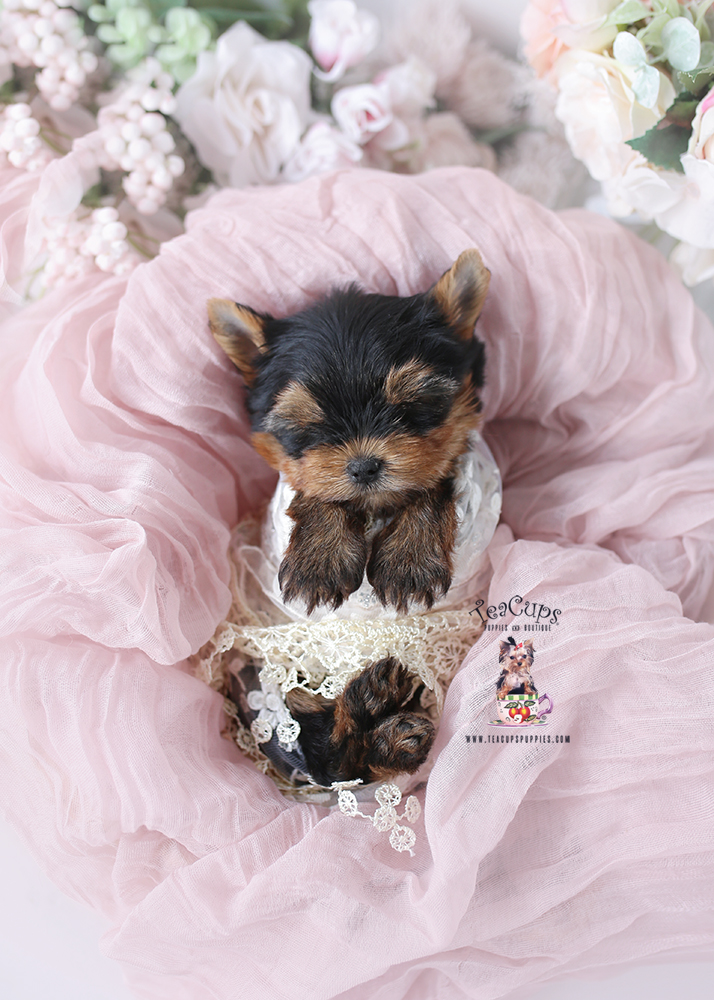 p260197-pixie-yorkie