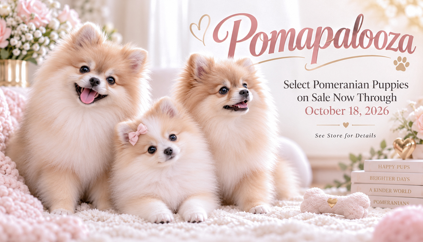 pomapalooza-pomeranian-puppy-sale-teacups-b