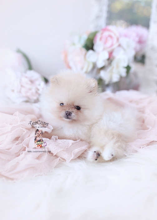 pomeranian-puppy-26-200