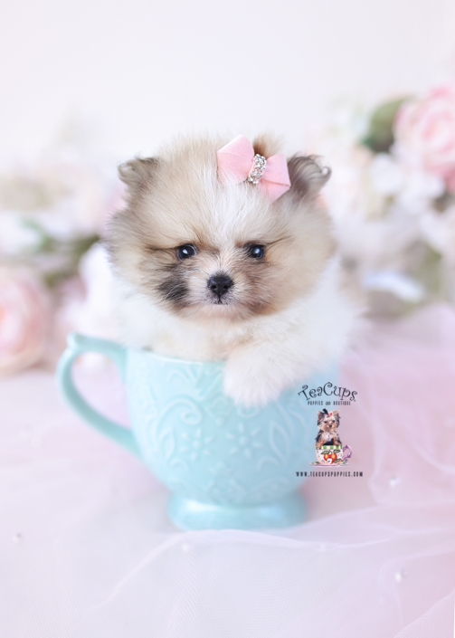 pomeranian-puppy-26-201