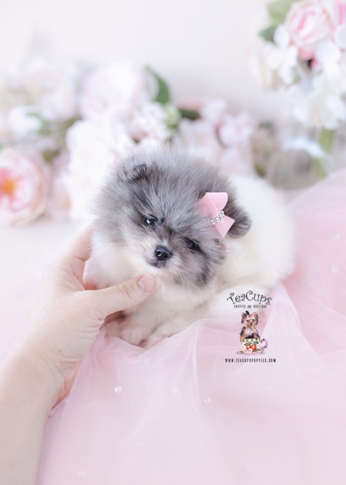 pomeranian-puppy-26-202